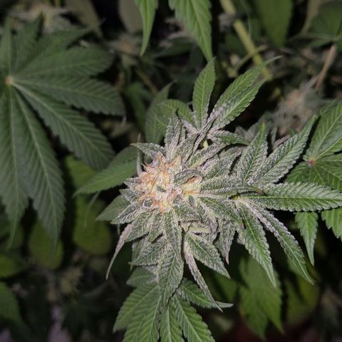 🦊Kitsune Kush(auto)🦊 zamnesia exclusive  growlog photo: 🤔👀