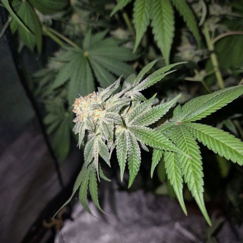 🦊Kitsune Kush(auto)🦊 zamnesia exclusive  growlog photo: 🤔👀