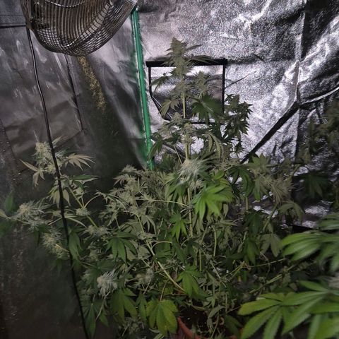 🦊Kitsune Kush(auto)🦊 zamnesia exclusive  growlog photo: 🤔👀
