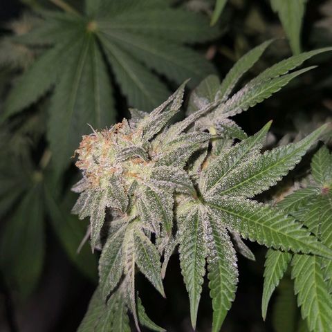 🦊Kitsune Kush(auto)🦊 zamnesia exclusive  growlog photo: 🤔👀