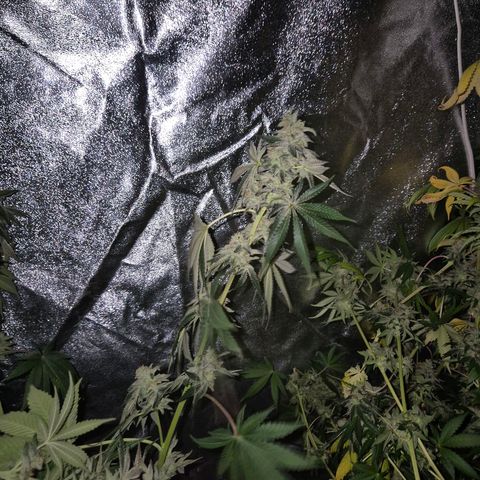 🦊Kitsune Kush(auto)🦊 zamnesia exclusive  growlog photo: 🤔👀