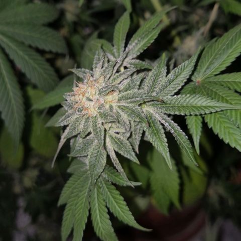 🦊Kitsune Kush(auto)🦊 zamnesia exclusive  growlog photo: 🤔👀