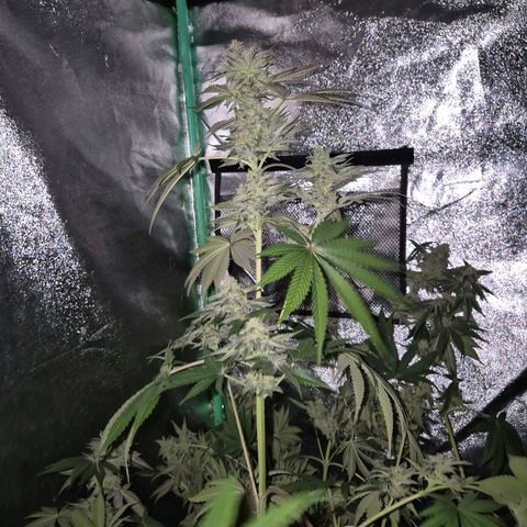 🦊Kitsune Kush(auto)🦊 zamnesia exclusive  growlog photo: 🤔👀