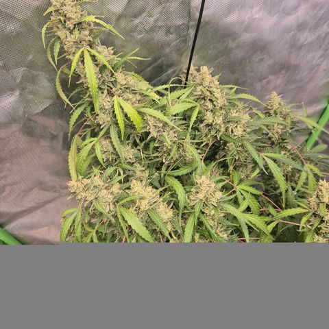 🦊Kitsune Kush(auto)🦊 zamnesia exclusive  growlog timeline photo