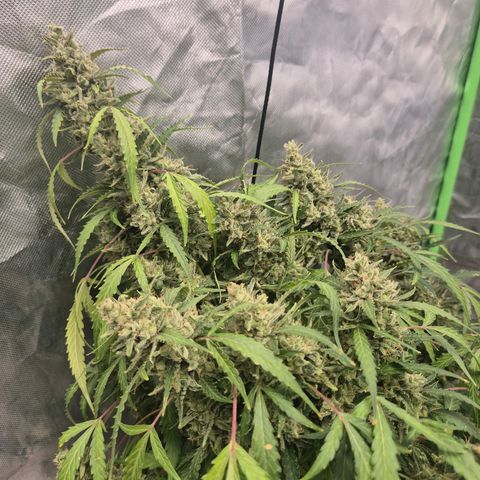 🦊Kitsune Kush(auto)🦊 zamnesia exclusive  growlog timeline photo