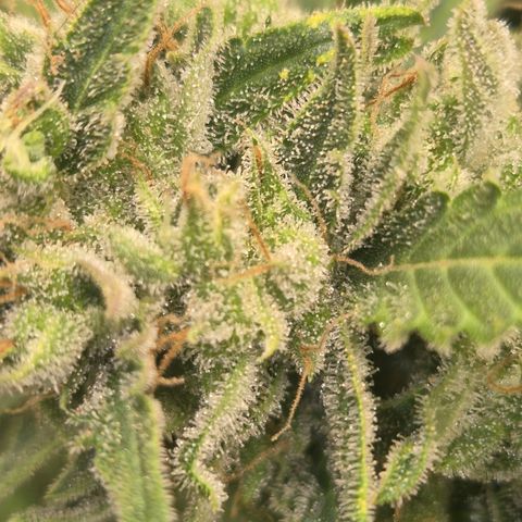 🦊Kitsune Kush(auto)🦊 zamnesia exclusive  growlog timeline photo
