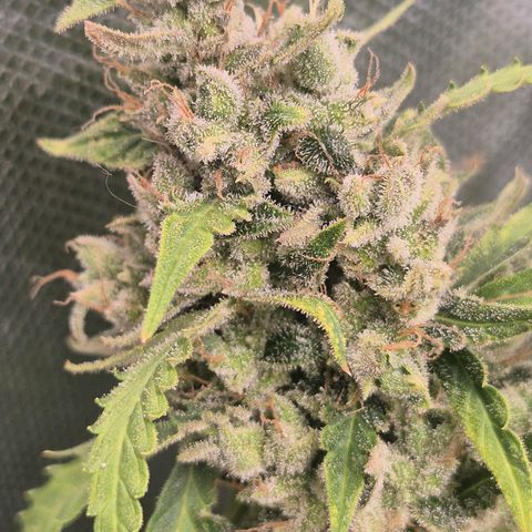 🦊Kitsune Kush(auto)🦊 zamnesia exclusive  growlog timeline photo