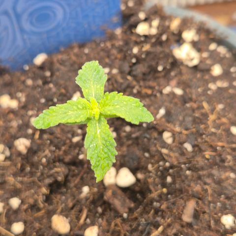 GMO COOKIES auto/zamnesia  growlog timeline photo