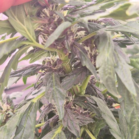 GMO COOKIES auto/zamnesia  growlog timeline photo
