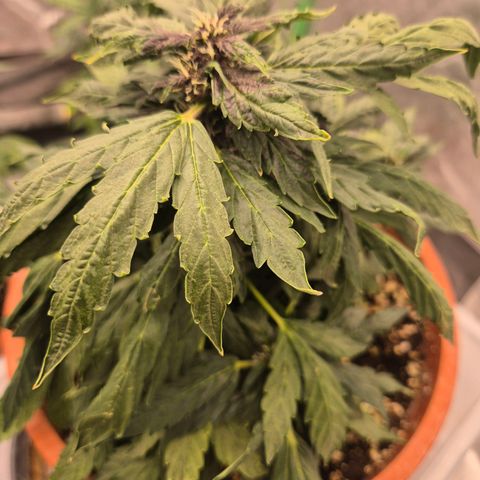 GMO COOKIES auto/zamnesia  growlog timeline photo