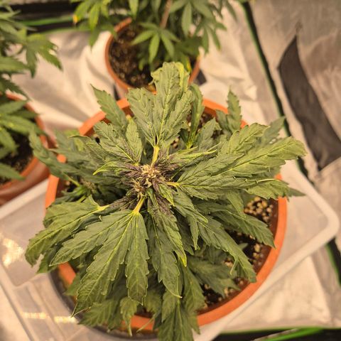 GMO COOKIES auto/zamnesia  growlog timeline photo