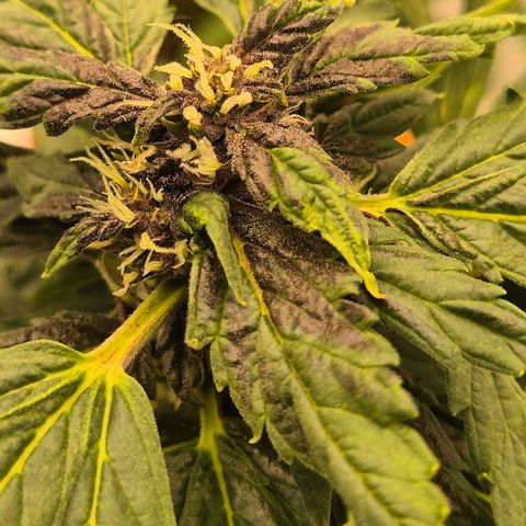 GMO COOKIES auto/zamnesia  growlog timeline photo