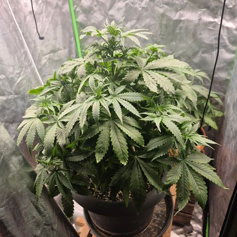 Bruci 🥰 - Bruce banner FEM - GNOMES SEEDS growlog timeline photo