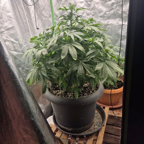 Bruci 🥰 - Bruce banner FEM - GNOMES SEEDS growlog timeline photo