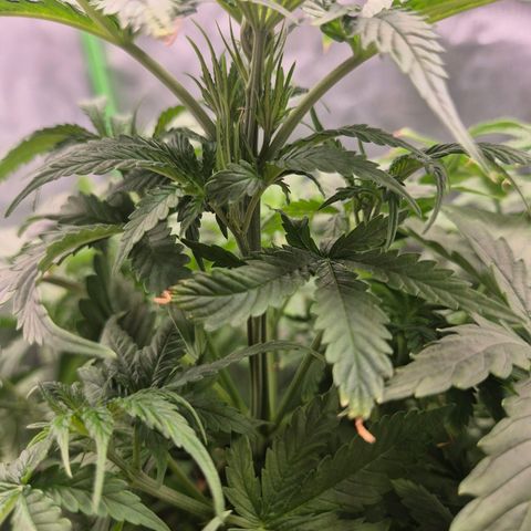 Bruci 🥰 - Bruce banner FEM - GNOMES SEEDS growlog timeline photo