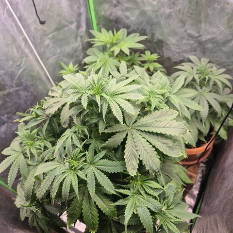Bruci 🥰 - Bruce banner FEM - GNOMES SEEDS growlog timeline photo