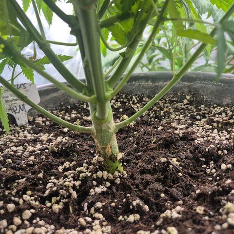 Bruci 🥰 - Bruce banner FEM - GNOMES SEEDS growlog timeline photo