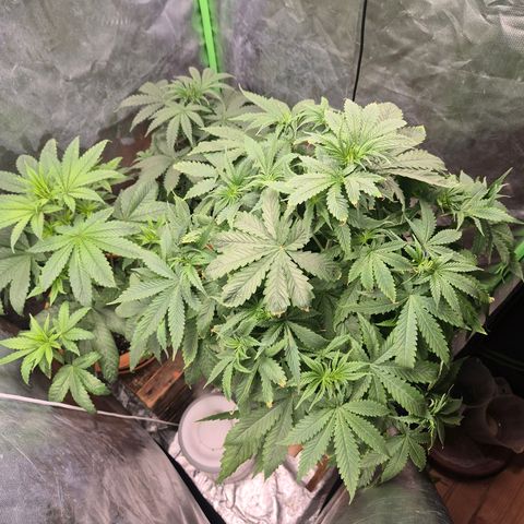 Bruci 🥰 - Bruce banner FEM - GNOMES SEEDS growlog timeline photo