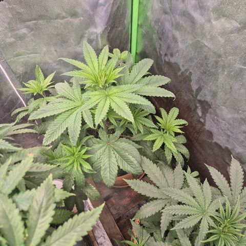 Tangerine dream ❤️ growlog timeline photo