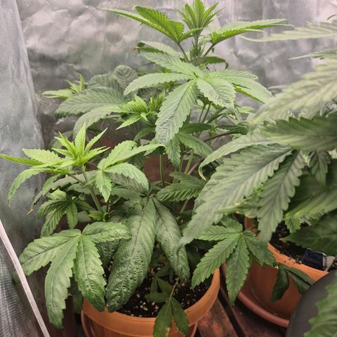 Tangerine dream ❤️ growlog timeline photo