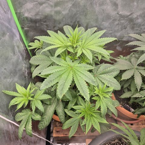 Tangerine dream ❤️ growlog timeline photo