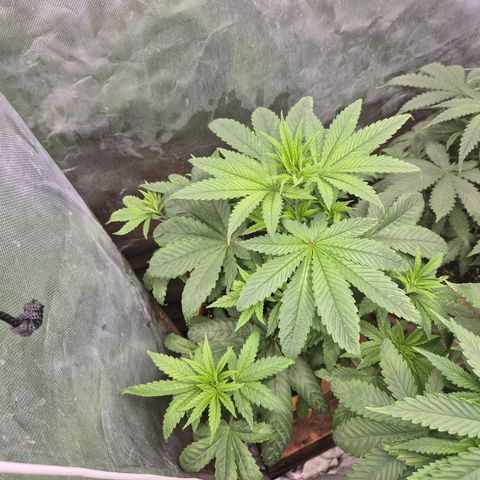 Tangerine dream ❤️ growlog timeline photo