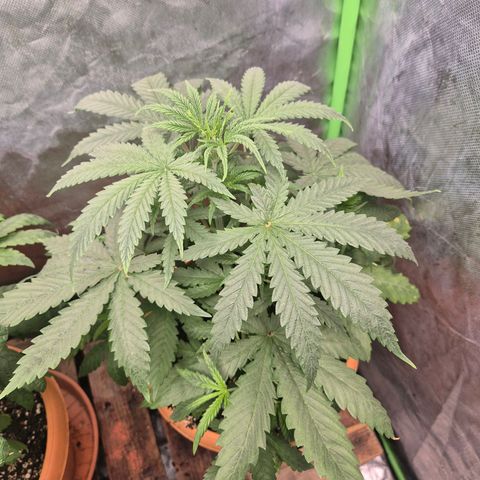 Silvi haze- silver haze (seed supplier) growlog timeline photo