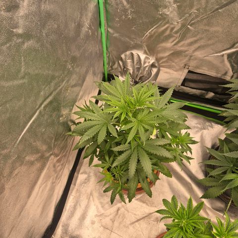 Silvi haze- silver haze (seed supplier) growlog timeline photo