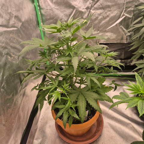 Silvi haze- silver haze (seed supplier) growlog timeline photo