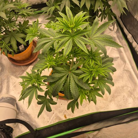 Tangerine dream ❤️ growlog timeline photo