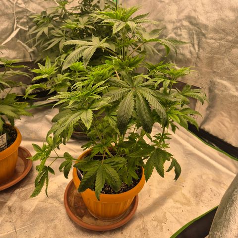 Tangerine dream ❤️ growlog timeline photo
