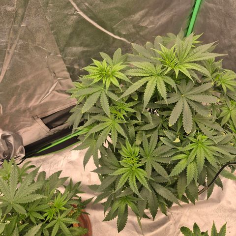 Bruci 🥰 - Bruce banner FEM - GNOMES SEEDS growlog timeline photo