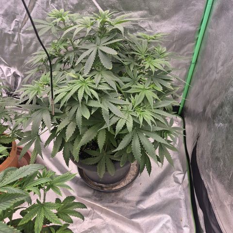 Bruci 🥰 - Bruce banner FEM - GNOMES SEEDS growlog timeline photo