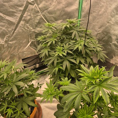 Bruci 🥰 - Bruce banner FEM - GNOMES SEEDS growlog timeline photo