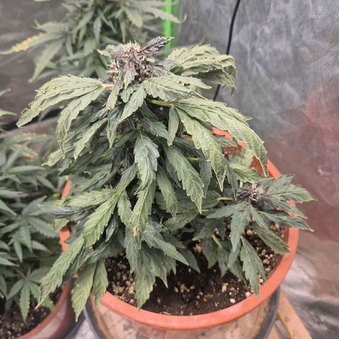 GMO COOKIES auto/zamnesia  growlog timeline photo