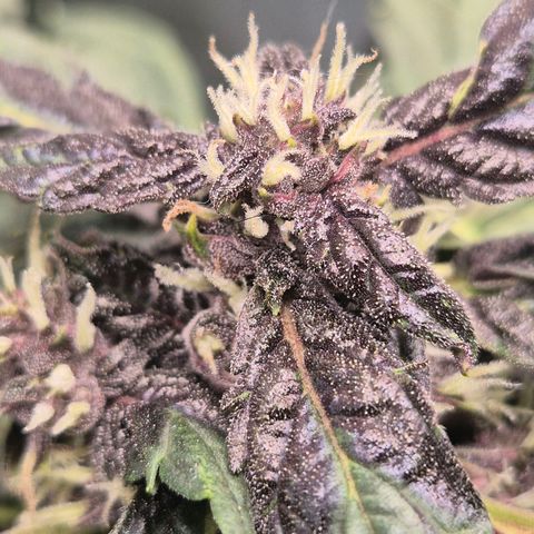 GMO COOKIES auto/zamnesia  growlog timeline photo