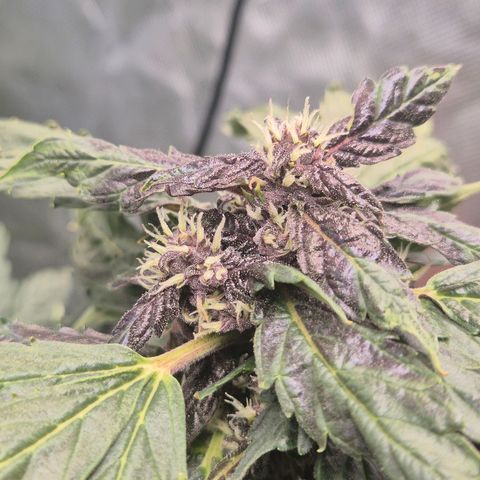 GMO COOKIES auto/zamnesia  growlog timeline photo