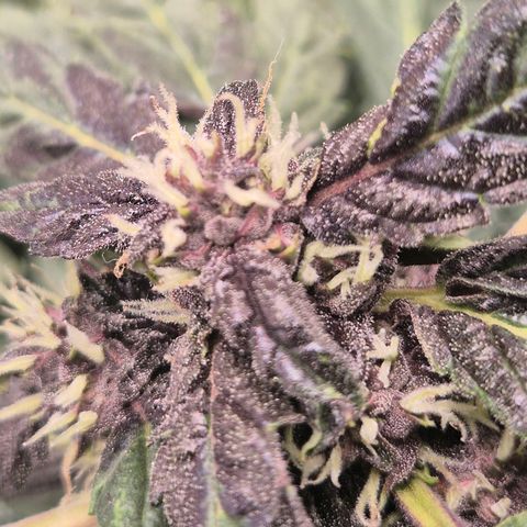 GMO COOKIES auto/zamnesia  growlog timeline photo
