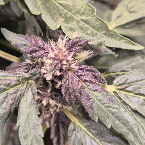 GMO COOKIES auto/zamnesia  growlog timeline photo