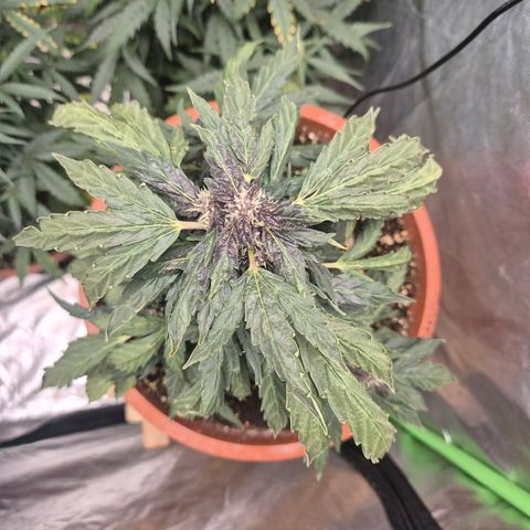 GMO COOKIES auto/zamnesia  growlog timeline photo