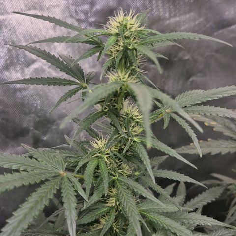 Silvi haze- silver haze (seed supplier) growlog timeline photo
