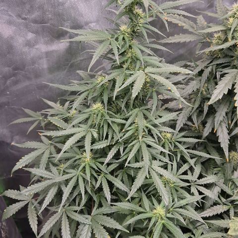 Silvi haze- silver haze (seed supplier) growlog timeline photo