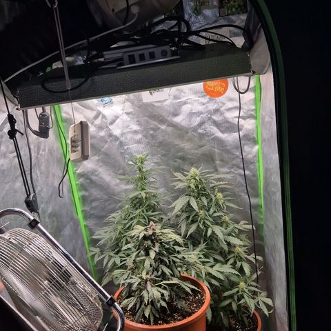 Silvi haze- silver haze (seed supplier) growlog timeline photo