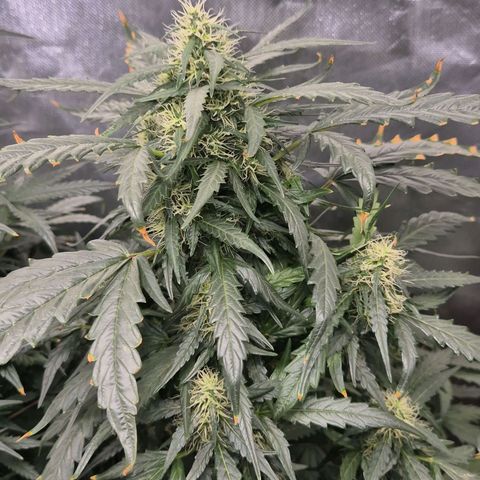 Tangerine dream ❤️ growlog timeline photo