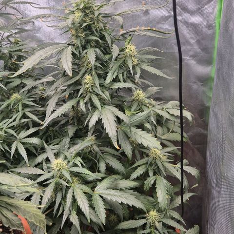 Tangerine dream ❤️ growlog timeline photo
