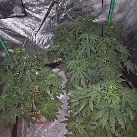 Bruci 🥰 - Bruce banner FEM - GNOMES SEEDS growlog timeline photo
