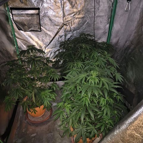 Bruci 🥰 - Bruce banner FEM - GNOMES SEEDS growlog timeline photo