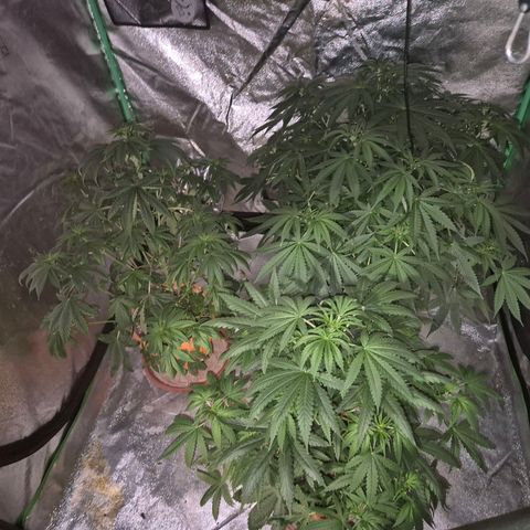 Bruci 🥰 - Bruce banner FEM - GNOMES SEEDS growlog timeline photo