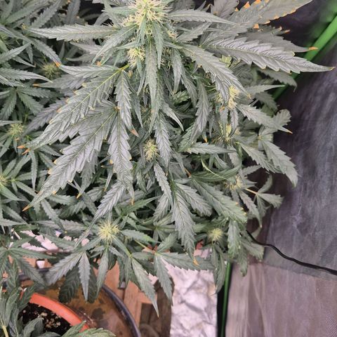 Tangerine dream ❤️ growlog timeline photo