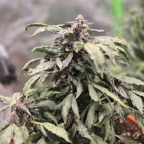 GMO COOKIES auto/zamnesia  growlog timeline photo